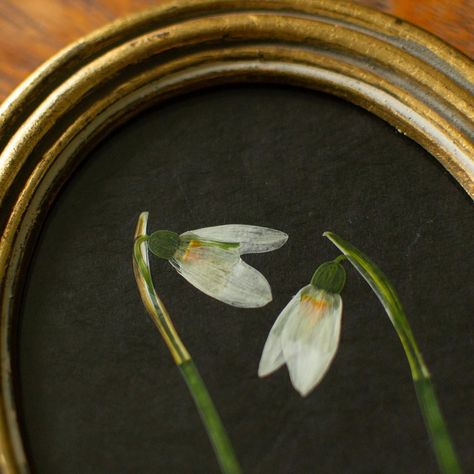 These Vintage Collection pieces are now available on my website. Featuring organically homegrown flowers on handmade lokta paper in lovely vintage frames. www.meadowandthyme.co.uk #snowdrops #hellebore #pressedflowers #interiorstyling #vintageinterior #vintageaesthetic Gothic Gallery Wall, Lokta Paper, Flower Artists, Pressed Flower Art, Flower Artwork, Gifts For Sister, Vintage Aesthetic, How To Preserve Flowers, Vintage Frames