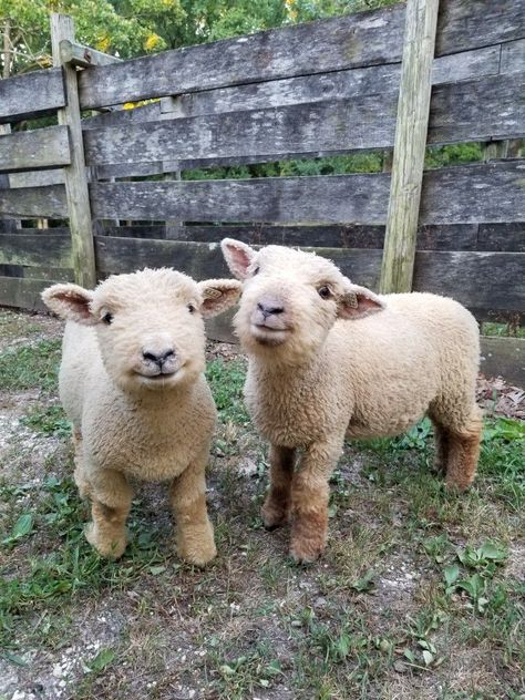 baby doll sheep. George and Thomas Nosara, Cute Sheep, Happy Animals, Cute Creatures, Sweet Animals, Animal Photo, 귀여운 동물, Animals Friends