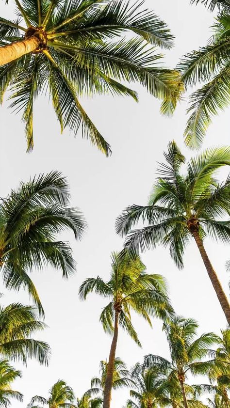 Palm Tree Wallpaper Iphone, Palm Tree Iphone Wallpaper, Wallpaper Iphone 11, Palm Tree Wallpaper, Tree Wallpaper Iphone, Beach Wallpaper Iphone, Palm Trees Wallpaper, Wallpaper Iphone Summer, Simple Iphone Wallpaper