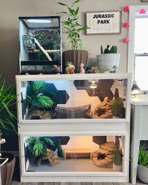 Sipp Reptiles on Instagram: “Can’t wait to redo the frogs enclosure and add more to the dragons🥴💓 I rush myself thinking “Instagram isn’t going to like this” and I…” Terrarium Stand Reptile, Stacked Reptile Enclosure, Reptile Shelving, Reptile Stand Ideas, Diy Reptile Enclosure Furniture, Reptile Shelf, Aquarium Shelves, Reptile Room Aesthetic, Diy Reptile Enclosure