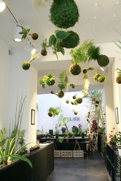 Kokedamas Ideas, String Garden, Plants Hanging, Coco Coir, Vertical Vegetable Garden, Sphagnum Moss, Deco Nature, Plant Shop, Free Living