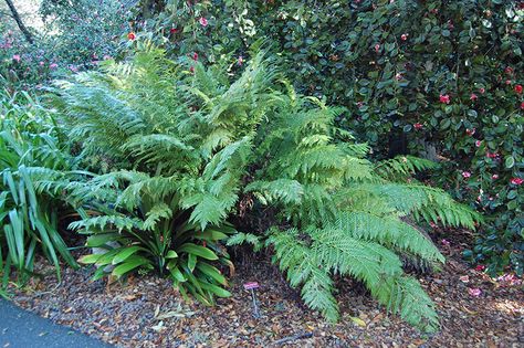 Giant Chain Fern (Woodwardia fimbriata) at GardenWorks Woodwardia Fimbriata, Evergreen Ferns, Rogers Gardens, Stock Tank Pool, Outdoor Pots, Woodland Garden, Dream Backyard, Types Of Soil, Small Plants