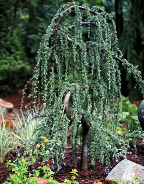 Weeping blue atlas cedar Weeping Blue Atlas Cedar, Blue Atlas Cedar, Conifer Garden, Front Yard Flowers, Small Pine Trees, Atlas Cedar, Trees For Front Yard, Conifers Garden, Evergreen Landscape