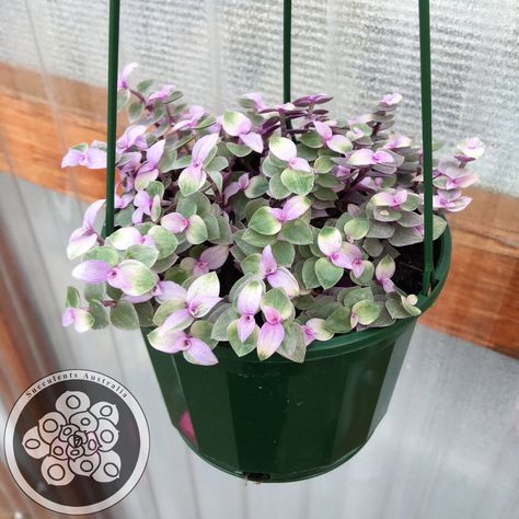 Decorative Hanging Baskets, Best Indoor Hanging Plants, Planting Succulents Indoors, Plant Goals, Hanging Plants Indoor, Plants For Hanging Baskets, Trailing Plants, Pink Lady, House Plants Indoor