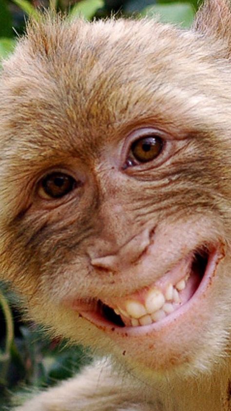 Cute Monkey Wallpaper, Monkey Smile, Monkey Smiling, Monkey Photography, Crazy Monkey, Gif Cute, Smiling Animals, Ape Monkey, Monkey Wallpaper