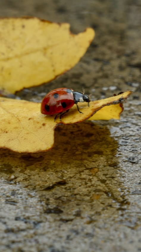 Ladybug Photography, Ladybug On Leaf, Ladybug Aesthetic, Rainy Autumn, Insect Photography, Yellow Animals, Yellow Leaf, Ladybug Wallpaper, Felt Animal