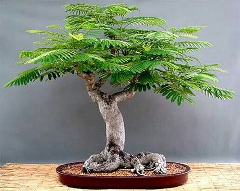 Bonsai For Beginners, Neem Tree, Flowering Bonsai Tree, Delonix Regia, Jade Bonsai, Bonsai Forest, Royal Poinciana, Bonsai Tree Types, Bonsai Tree Care