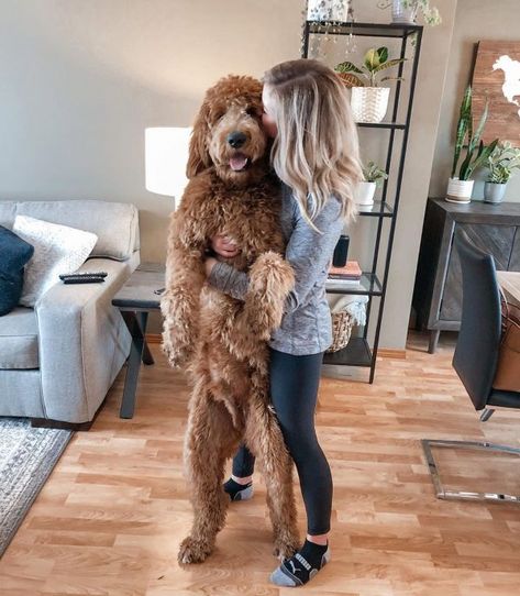 Which Goldendoodle Size? Mini, Medium, Standard! (2021) - We Love Doodles Golden Doodle Outfits, Goldendoodle Line Art, Full Grown Goldendoodle, Medium Goldendoodle Full Grown, Giant Goldendoodle, Large Goldendoodle, Mini Goodlendoodle, Big Goldendoodle, Goldendoodle Haircut Styles