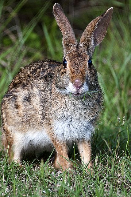 Swamp Rabbit - Fontainebleau State Park by Point Images, via Flickr Cottontail Rabbit Drawing, Swamp Elf, Eastern Cottontail, Elf Oc, Cottontail Rabbit, Swamp Rabbit, Art Rabbit, Rabbit Life, Rabbit Drawing