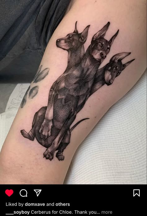 3 Headed Doberman Tattoo, Rabid Dog Tattoo, Two Headed Dog Tattoo, Gothic Dog Tattoo, Double Headed Animal Tattoo, Snarling Dog Tattoo, Double Headed Calf Tattoo, 3 Headed Dog Tattoo, Cane Corso Tattoo