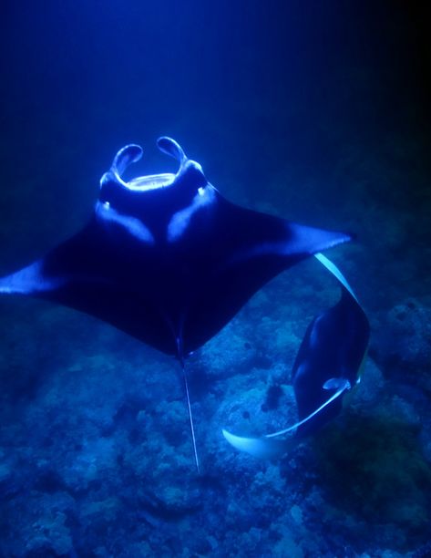 Stingray Widget, Manta Ray Aesthetic, Stingray Aesthetic, Ocean Life Photography, Giant Manta, Sting Rays, Stingray Fish, Fav Animal, Aquarium Pictures