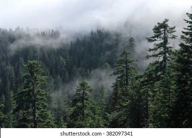 Search Results for “pacific northwest” | Startup Stock Photos Oregon Trees, Evergreen Forest, Most Beautiful Wallpaper, Forest View, Misty Forest, Forest Wallpaper, Pine Forest, Nature Aesthetic, Green Aesthetic