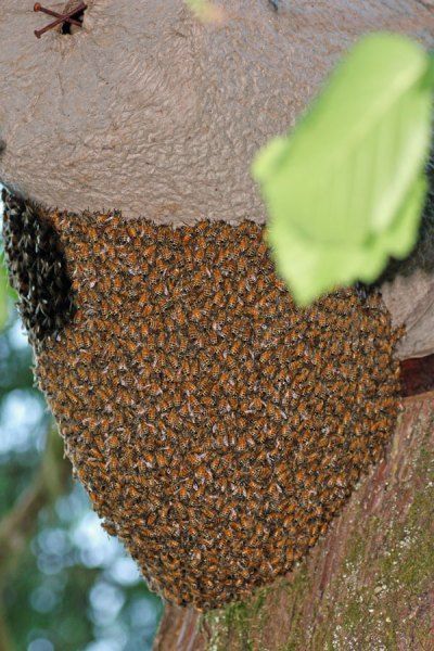 To prevent swarming, you must plan in advance of the bees. © Rusty Burlew. #bees #honeybees #beekeeping Bee Swarm, All We Know, Busy Bee, Bee Keeping, How Can, Easy Drawings, You Must, Bee