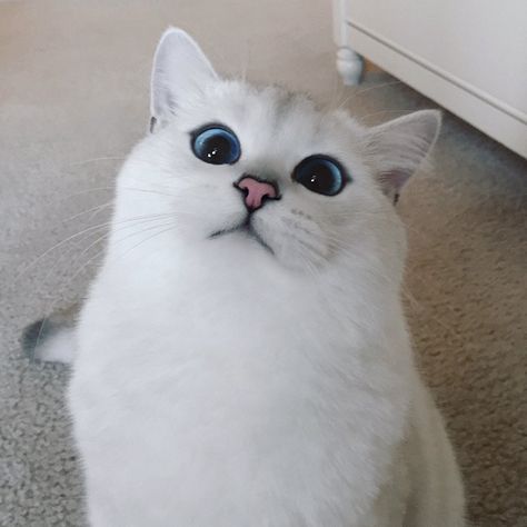 Este Gato Tem Os Olhos Mais Bonitos Do Mundo Anime Show, Cat With Blue Eyes, British Shorthair Cats, Drawing Faces, Cat Eyes, White Cats, Cute Kittens, Drawing Tutorials, Beautiful Cat