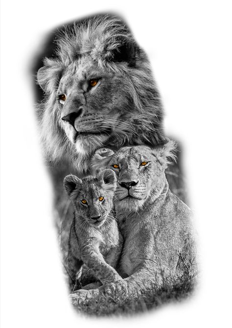 Lion Tattoo Family, Lions Family Tattoo, Three Lions Tattoo, Lion Family Drawing, Family Tattoo For Women, Lion Family Tattoo For Women, Tattoo Lion Family, Tattoo Designs Lion, Lion Family Tattoo