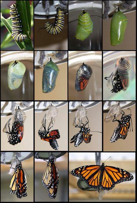 . Monarch Butterfly Life Cycle, Monarch Butterfly Garden, Science Experience, Butterfly Life Cycle, Monarch Butterflies, Butterfly Theme, Preschool Science, Hungry Caterpillar, Bugs And Insects