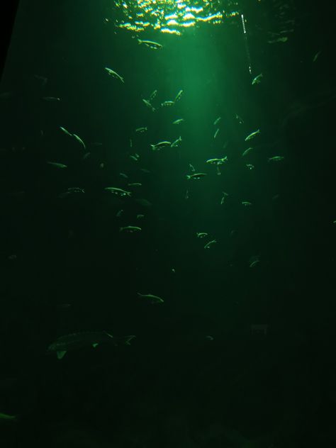 Dark Green Water Aesthetic, Green Fish Aesthetic, Green Sea Aesthetic, Green Ocean Aesthetic, Sea Green Aesthetic, Dark Green Ocean, Underwater Wallpaper, Video Design Youtube, Dark Sea Green