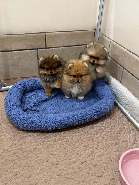 Puppies For Sale Near Me Free, Pomeranian Aesthetic, Teddy Bear Pomeranian, Pomeranian Breeders, Pomeranian For Sale, Small Dog Tattoos, Pomeranian Puppies For Sale, Pomeranian Puppy Teacup, Dog Print Tattoo