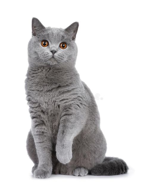 Blue British Shorthair, Kitten Sitting, Turkish Angora Cat, Munchkin Kitten, Cat Hug, Rare Cats, Cornish Rex, Shorthair Cat, Cat Reference