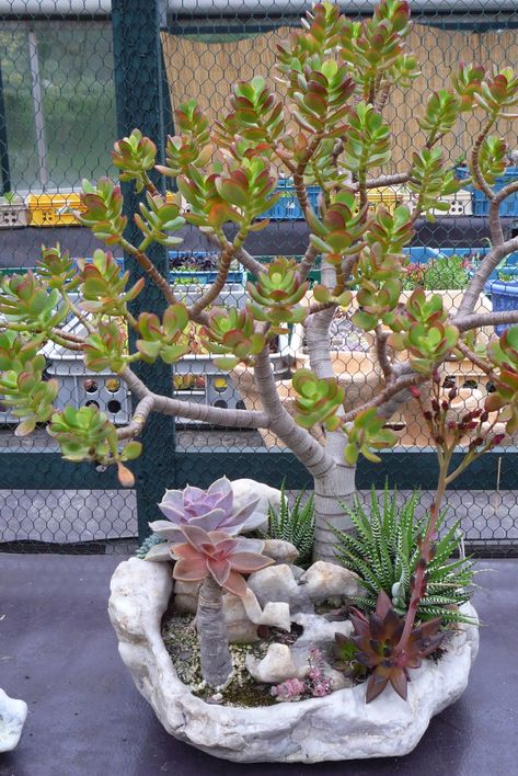 Succulents Bonsai, Flowering Bonsai, Crassula Bonsai, Bonsai Plants Aesthetic, Broken Pot Garden, Flowering Bonsai Tree, Jade Bonsai, Bonsai Tree Types, Succulent Bonsai