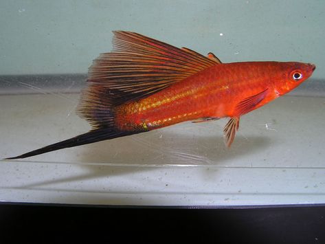 Swordtail Fish, Red Tuxedo, Tropical Freshwater Fish, Fish Farming, Fresh Water Tank, Aquascaping, Red Fish, Freshwater Fish, Guy Pictures