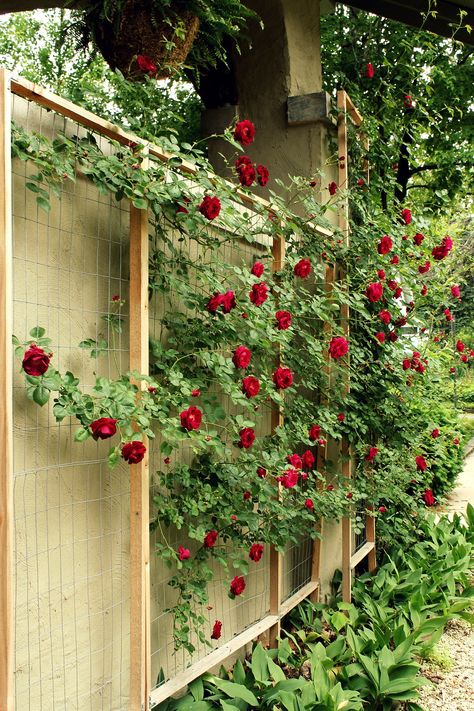 how to make a custom rose trellis | www.annaleahart.com/2011… | Flickr Roses Growing, Diy Garden Trellis, Rose Trellis, Wall Climbing, نباتات منزلية, Wall Fence, Diy Trellis, Garden Vines, Ten Ten