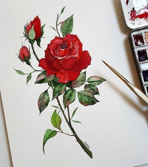 Draw Rose, Schmincke Horadam, Watercolor Blog, Rose Watercolor, Rose Illustration, Hope You, Rose Drawing, Roses Drawing, Line Drawings