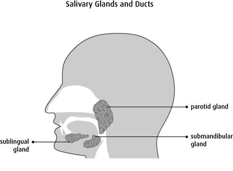 Salivary Glands, Salivary Gland, Science Project, Science Projects, Digestive System, Science, Quick Saves