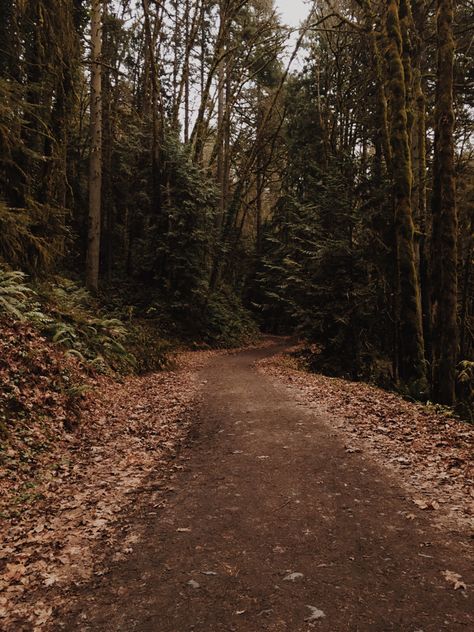 Earth Brown Aesthetic, Brown Woods Aesthetic, Brown Forest Aesthetic, Brown In Nature, Green And Brown Aesthetic, Big Widget, Jordan Wilson, Brown Widget, Venus Aesthetic