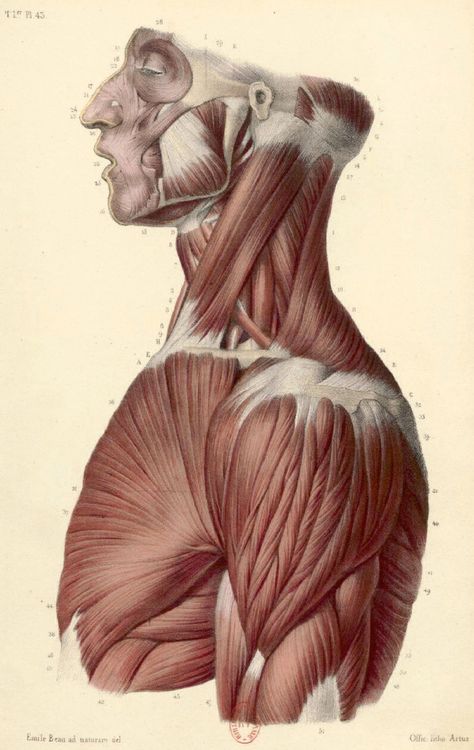 남성 근육, Human Muscle Anatomy, Anatomy Images, Anatomy Sculpture, Anatomy Tutorial, Human Body Anatomy, Human Anatomy Drawing, Human Figure Drawing, Human Anatomy Art