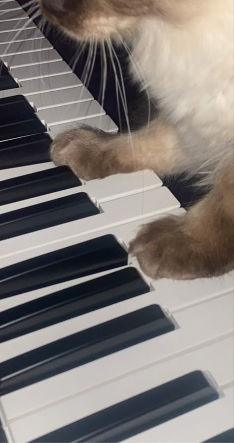 Cat Annemarie Core, Piano Wallpaper Iphone, Timothy Core, Piano Aesthetic Wallpaper, Playing Piano Aesthetic, Leo Core, Cat Playing Piano, Aesthetic Piano, Wallpaper Piano