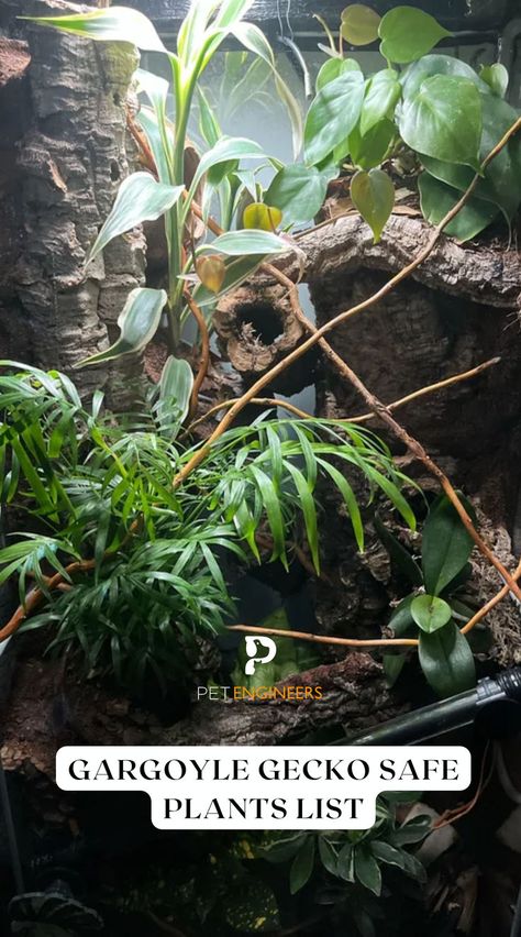 The safest plants to use in gargoyle gecko tanks are Pothos, Spider plants, Snake Plants, Bromeliads, Ficus Benjamina, and Ferns. #gargoylegecko #gargoylegeckocare Gargoyle Gecko, Toxic Plants, Ficus Benjamina, Reptile Room, Snake Plants, Spider Plants, Plant List, Reptiles And Amphibians, Snake Plant