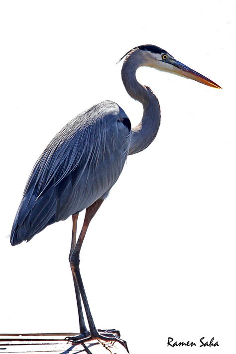 Great Blue Heron; The Poet | by Ramen Saha Heron Tattoo, Pond Fishing, Beachy Art, Heron Art, White Egret, Great Blue Heron, Shorebirds, Blue Heron, Painting Photos