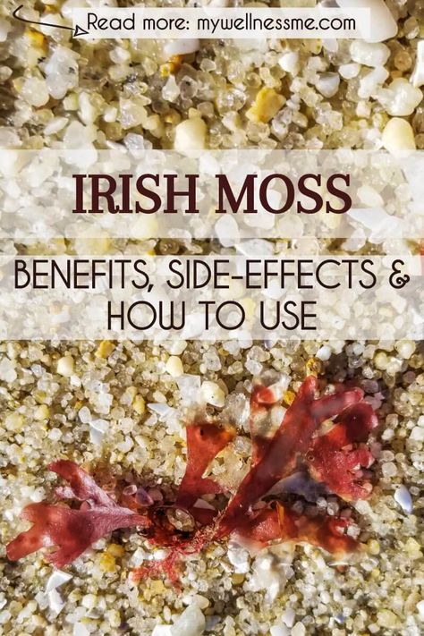 Benefits, side-effects and usage of Irish moss, a nutritious seaweed prevalently used in Ireland and the Caribbean islands. #Irishmoss #seamoss #Chondruscrispus Irish Seamoss Benefits, Irish Moss Benefits, Benefits Of Irish Sea Moss, Irish Sea Moss Benefits, Irish Moss Recipes, Healing Juices, Sea Moss Benefits, Benefits Of Sea Moss, Nutritional Healing