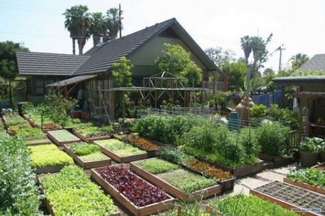 This family produces 6,000 pounds of food per year on 4,000 square feet of land | Inhabitat - Sustainable Design Innovation, Eco Architecture, Green Building Homestead Blog, Urban Homestead, Homestead Farm, Plants Growing, Urban Homesteading, Urban Gardening, Small Yard, Urban Farming, Garden Layout