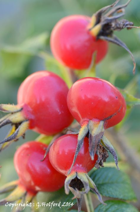 Rose Hips, Garden Equipment, Wild Edibles, Beautiful Fruits, Garden Recipes, Juicy Fruit, Wild Food, Exotic Fruit, Seed Pods