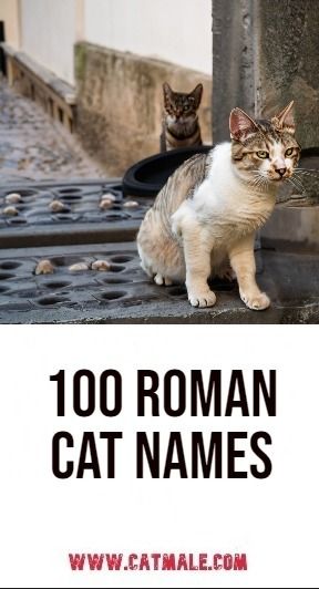 100 Roman Cat Names Cat Breeds List, Roman Culture, Unique Cat Names, Regal Names, Cute Cat Names, Roman Names, Ancient Civilization, Roman Mythology, Unique Names