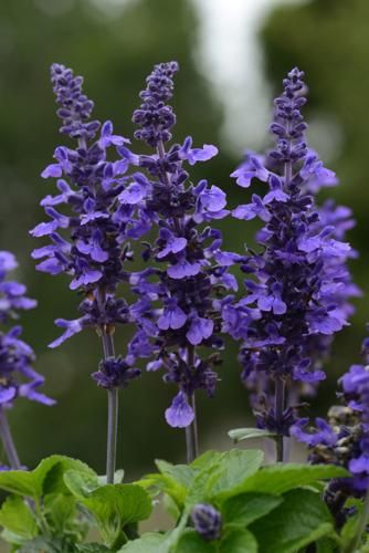 Salvia Flower, Salvia Plant, Salvia Plants, Purple Salvia, Diamond Frost, Yellow Plants, California Garden, Police Dept, Pollinator Garden