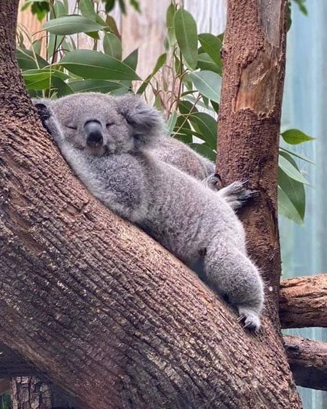 Coala Cute, Koala Aesthetic, Cute Animal Tattoos, Cute Koala Bear, Tattoo Nature, Panda Lindo, Australia Animals, Cute Koala, Fascinating Facts