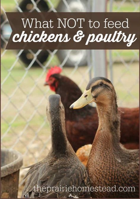 Plants Chickens Love To Eat So Grow Them Next To Coops | The Homestead Survival Feed Chickens, Best Egg Laying Chickens, Egg Laying Chickens, Keeping Chickens, Free Range Chickens, Building A Chicken Coop, Egg Laying, Chicken Feed, Chicken Diy