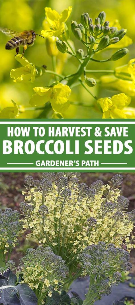 How To Save Broccoli Seeds, Saving Broccoli Seeds, Saving Seeds For Next Year, Propagate Broccoli, Saving Seeds From Vegetables, Gardening Notebook, How To Store Seeds, Harvesting Seeds, Broccoli Flower