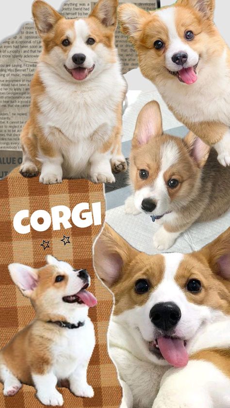 #corgi Corgi Dog Aesthetic, Corgi Wallpaper Iphone, Corgi Aesthetic, Funny Corgi Pictures, Corgi Wallpaper, Cute Corgi Puppy, Cutest Puppy Ever, Corgi Dogs, Corgi Puppies