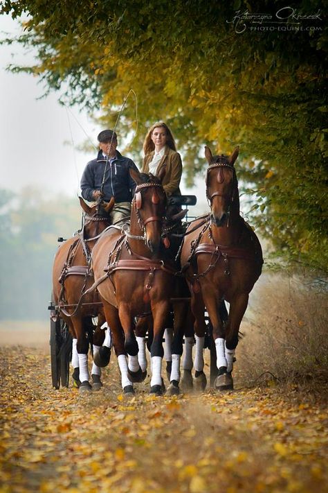 . Horse Driving, Autumn Drive, Driving Horses, Hackney Horse, Country Autumn, Autumn Country, Carriage Driving, Horse Harness, Horse And Buggy