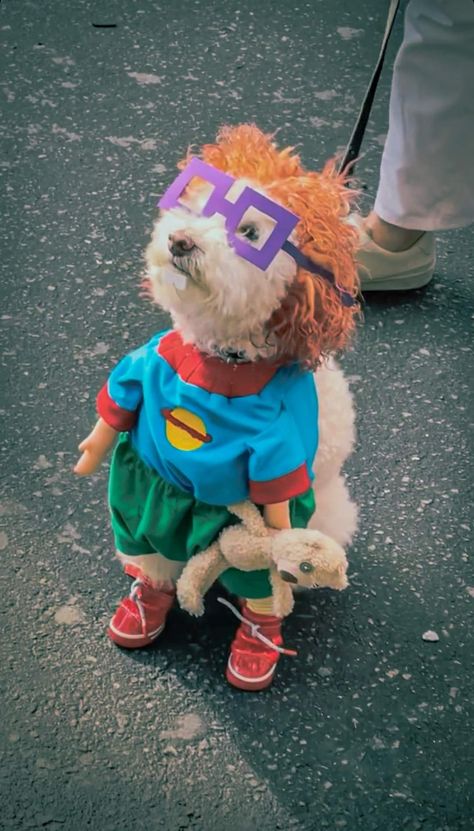 Dog Costumes Homemade, Cats In Halloween Costumes, Spooky Outfits, Funny Pet Costumes, Best Dog Costumes, Halloween Pets, Cute Dog Costumes, Carve Pumpkins, Easy Pets