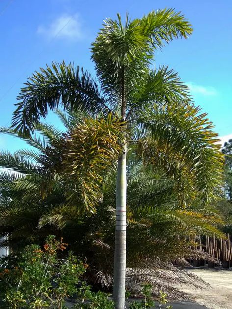 How to Plant and Grow Foxtail Palm Palm Plant Care, Palm Tree Care, Foxtail Palm, Diseases Pictures, Palm Plant, Fast Growing Trees, Tree Care, Growing Tree, All About Plants