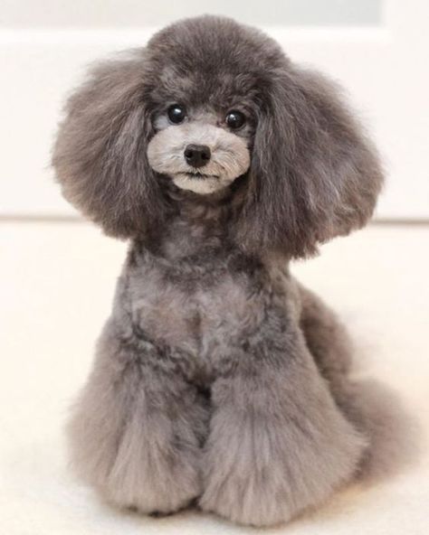 Miniature Poodle Grooming, Toy Poodle Haircut, Poodle Haircuts, Poodle Haircut, Dog Grooming Styles, Poodle Cuts, Poodle Grooming, Dog Haircuts, Cutest Dog Ever