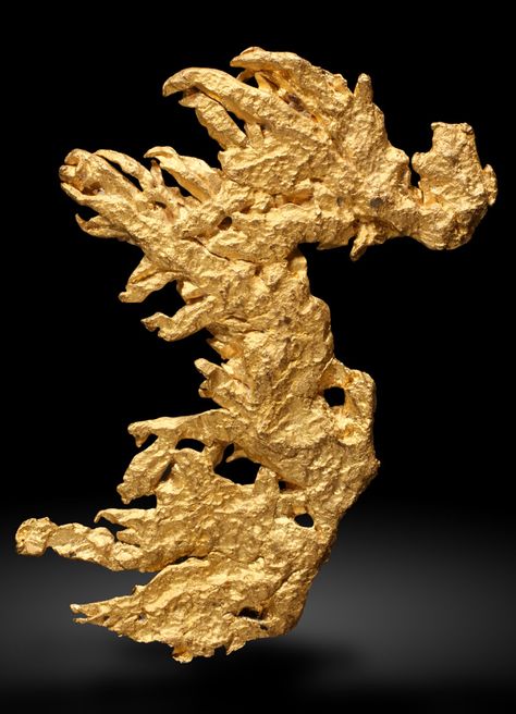 Gold "Dragon". Zapata, Icabaru, Santa Elena, La Gran Sabana, Bolívar, Venezuela; Crystalized gold is highly prized by many collectors. Unlike the more common gold dust, flakes and water worn nuggets, gold that has natural crystal structure is exceptionally rare. This “Dragon” is particularly well-formed and elegant. The crystal formations include octahedral and scalenohedral crystals. This and more rare mineral specimens for sale on CuratorsEye.com Gold Specimens, Klondike Gold Rush, Natural Gold Nugget, Logam Mulia, Gold Prospecting, Gold Money, Crystal Formations, Gold Dragon, Gold Bullion