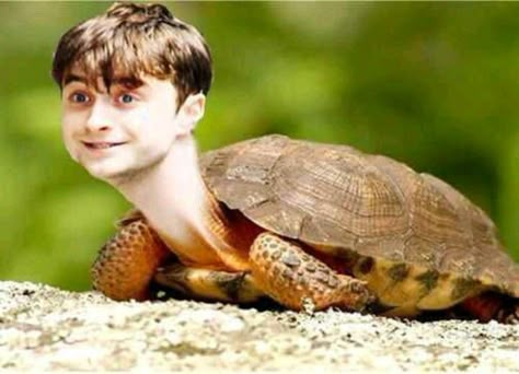 turtle turtle Black Hermione Granger, Black Hermione, Hermione Granger Draco Malfoy, Draco Malfoy Funny, Harry Potter Curses, Harry Potter Drarry, Stile Harry Potter, Funny Harry Potter Jokes, Harry Potter Memes Hilarious