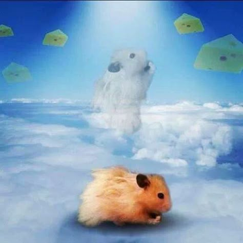 Heavenly Hamster Cage Hamster, Silly Cats Pictures, Silly Images, Silly Animals, Silly Pictures, Silly Cats, Really Funny Pictures, Funny Laugh, The Rainbow