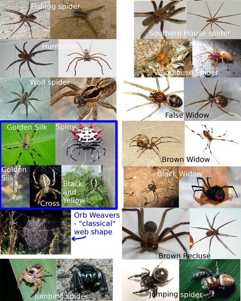 spider ID Types Of Spiders, Spider Species, House Spider, Brown Recluse, Wolf Spider, Southern House, Jumping Spider, Homeschool Help, Spiders